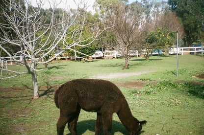 Kodak Professional Portra 400 35mm Film