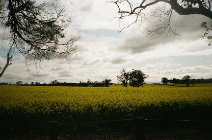 Kodak ColorPlus 200 35mm Film
